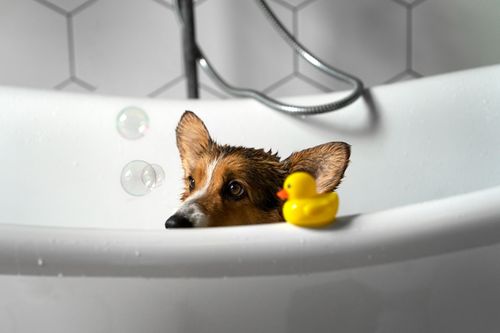 Plush Duck Toy